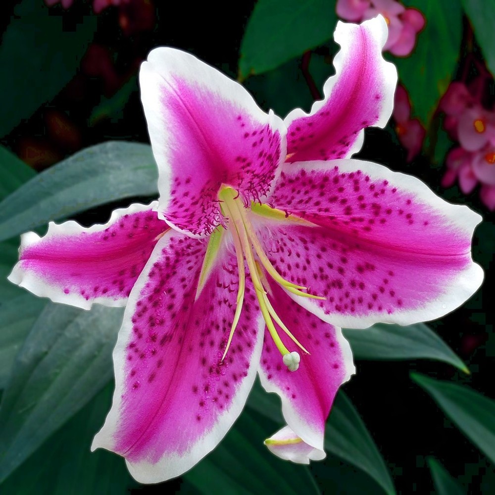 Meet your Posher, Lily Lilium